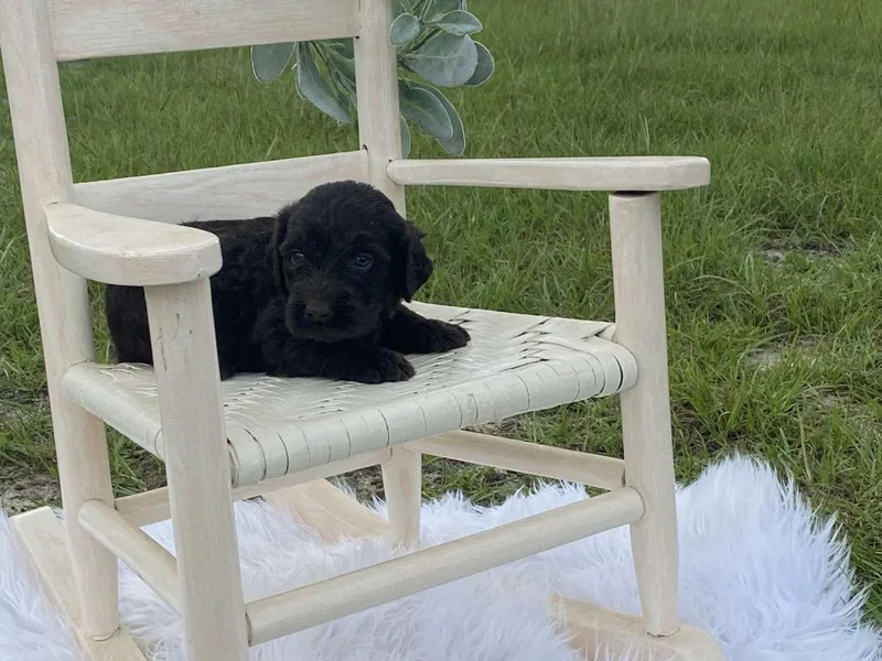Cherokee Rose kennels