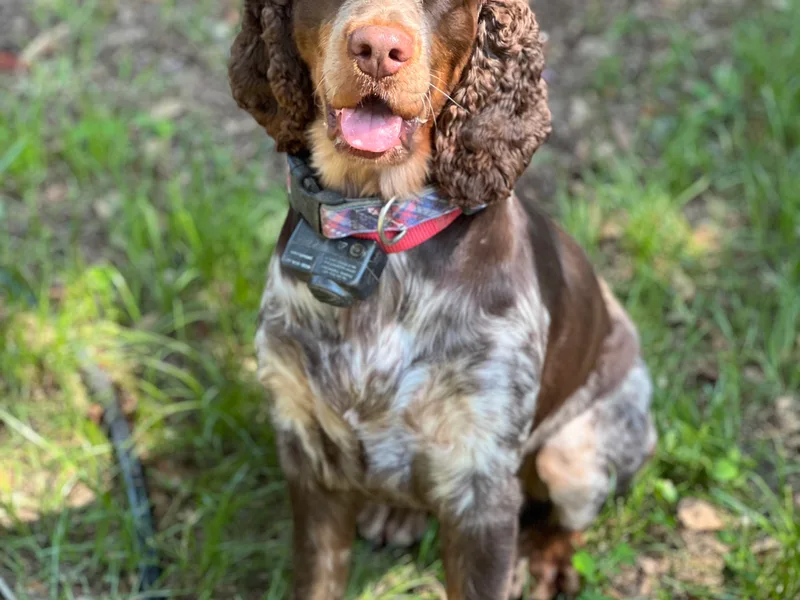 Cherokee Springers of NWFL