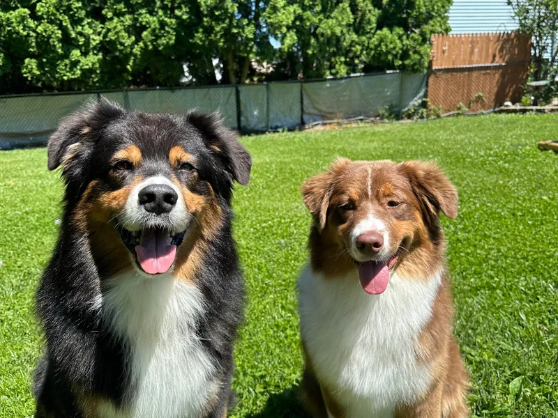 Cherry Blossom Aussies