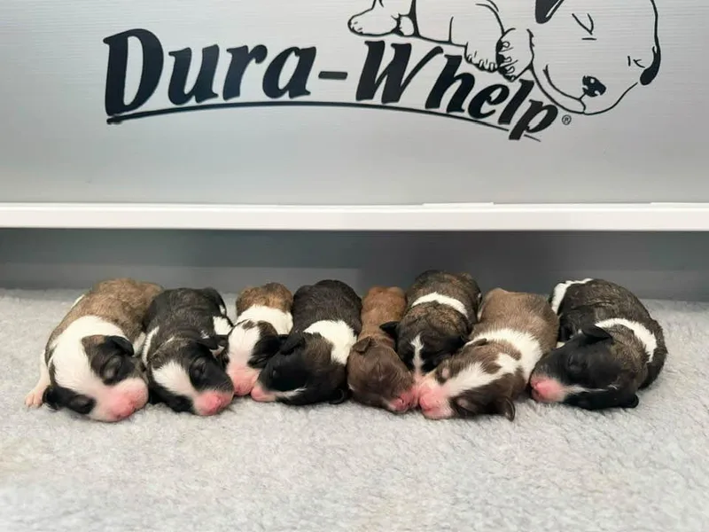 Cherry Blossom Doodles