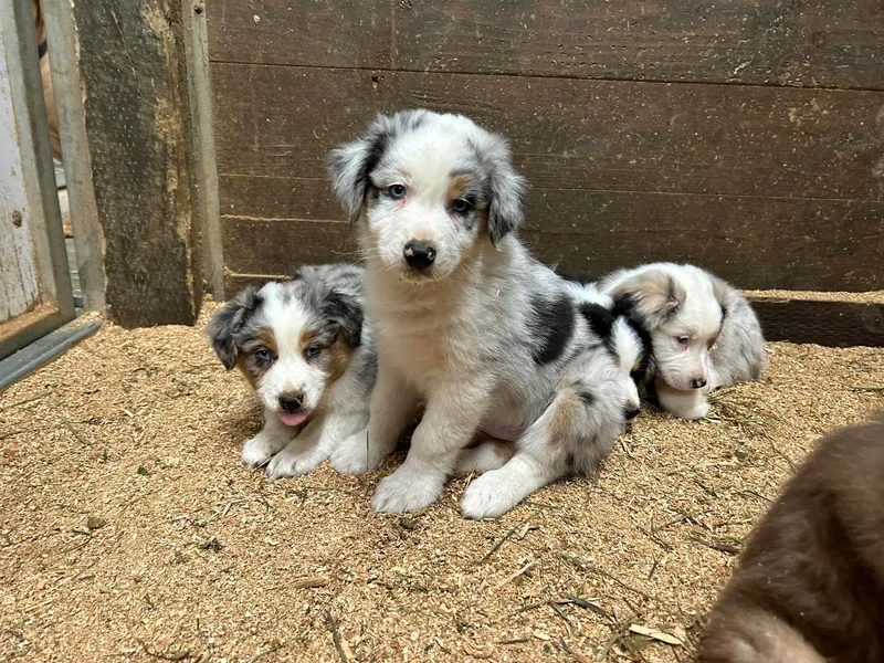 Cherry City Kennels