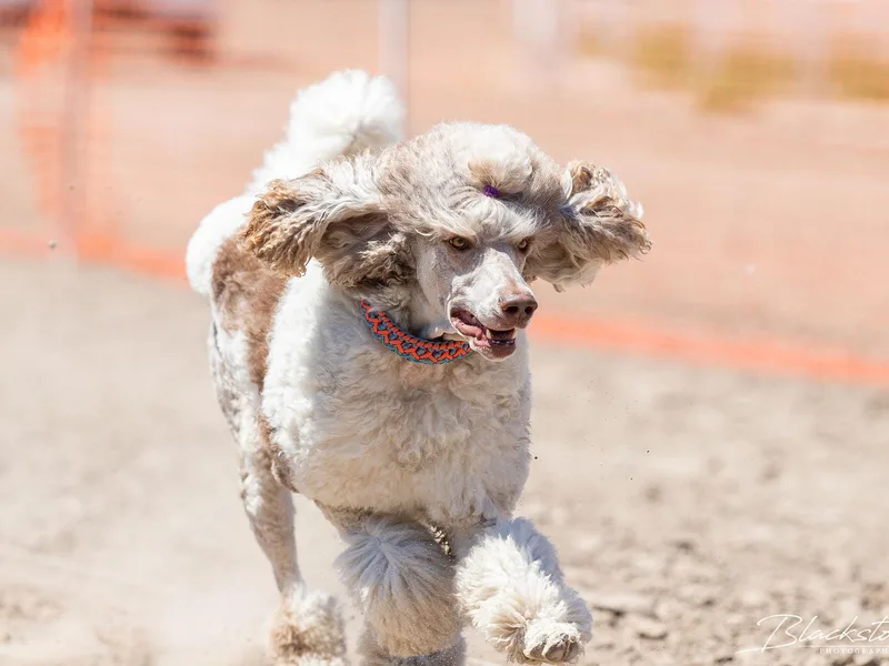 Cherry Creek Standards