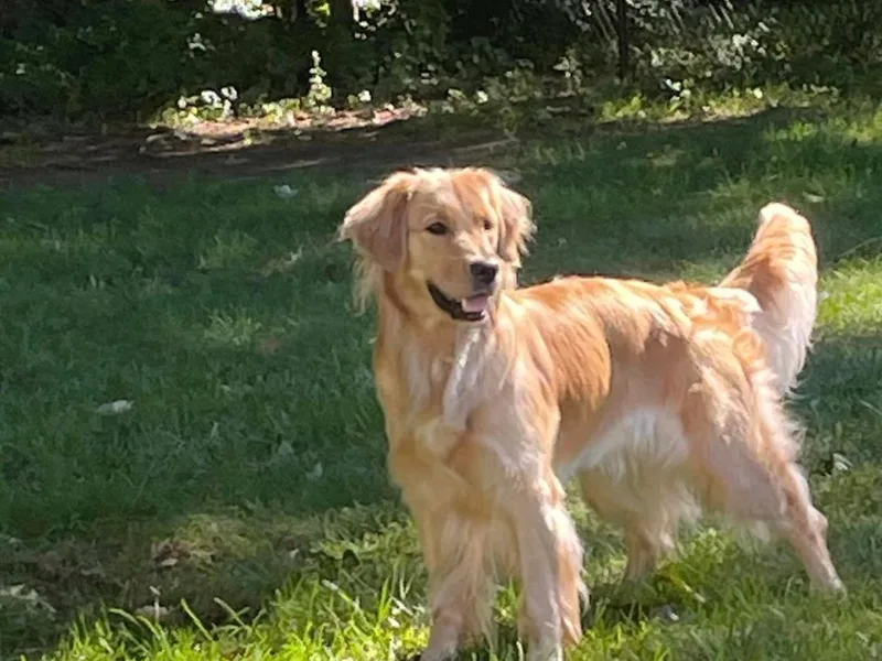 Cherry Hollow Goldens