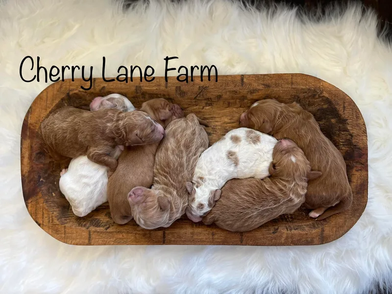 Cherry Lane Farm Doodles