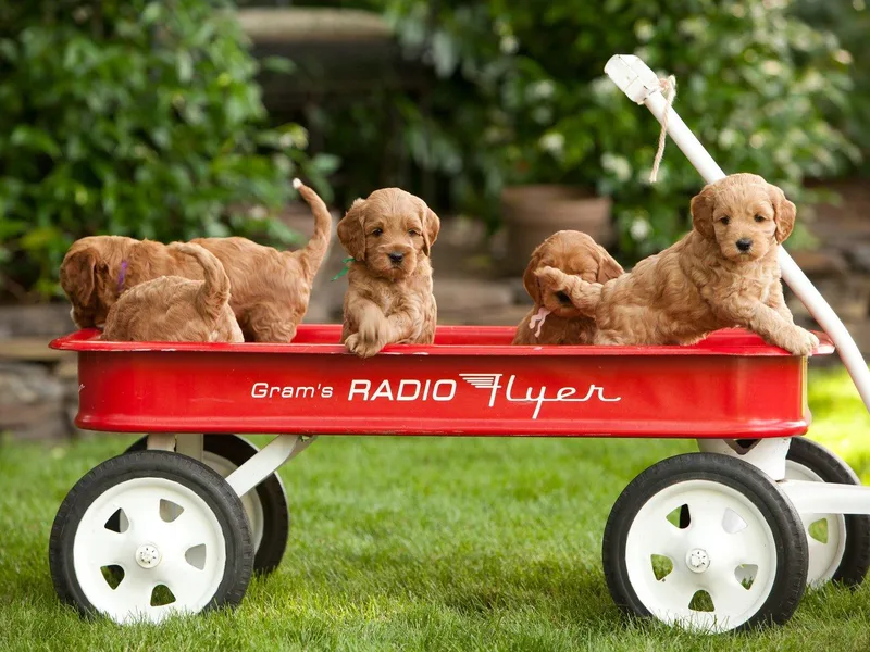 Cherry Lane Labradoodles