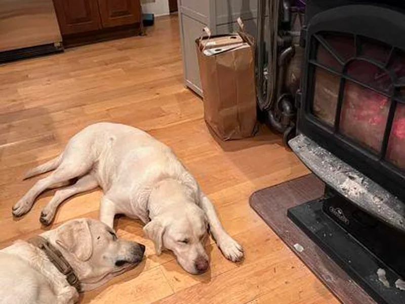 Cherry Mountain Labradors photo 1