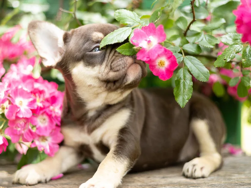 Cherry Ridge Frenchies