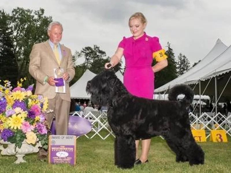 Cherryhills Black Russian Terriers photo 1