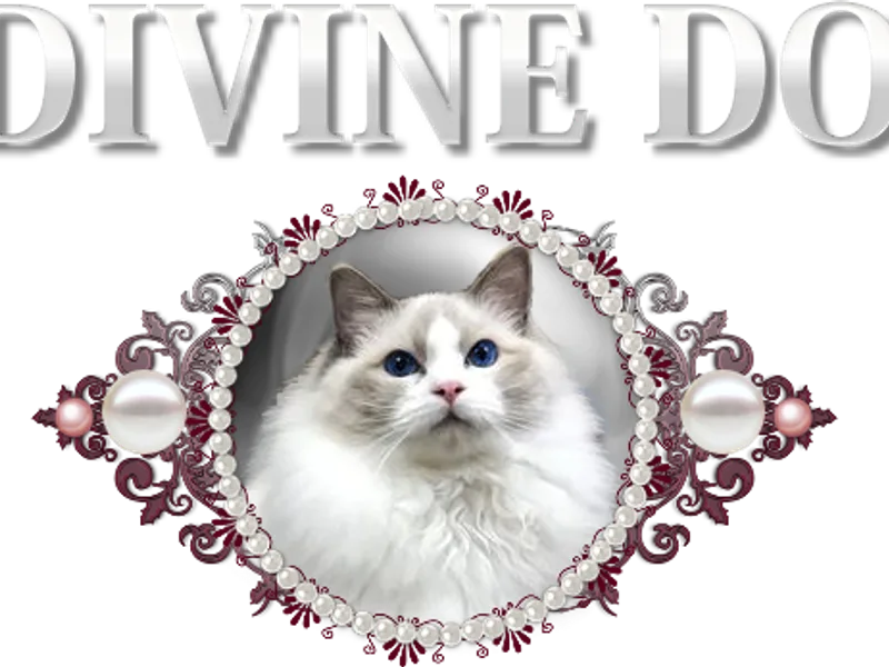 Cherubimragdoll photo 1