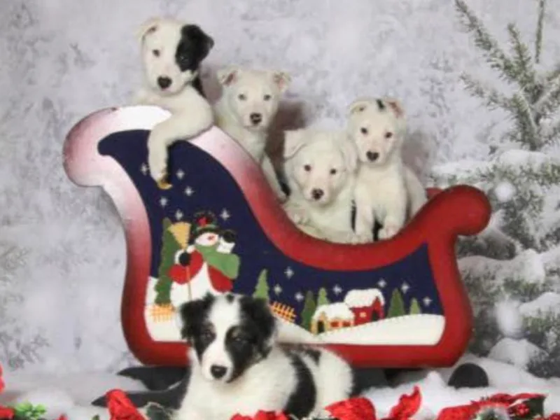 Cheryl Renwick Border Collies