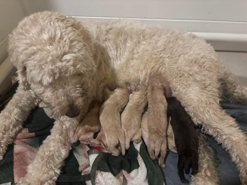 Cheryl's Goldendoodles