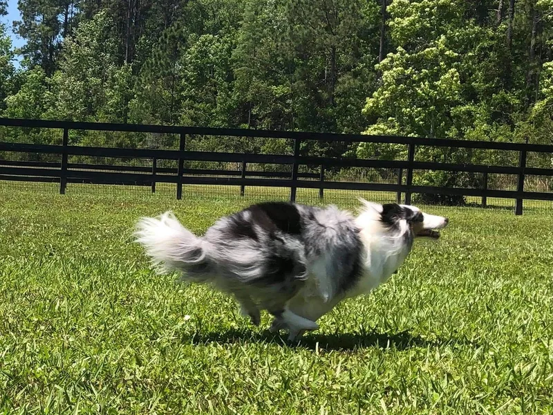 Cheryl's Shelties