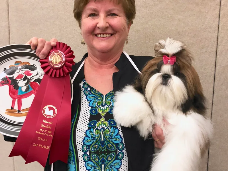 Cheryl Strak's Shih Tzus