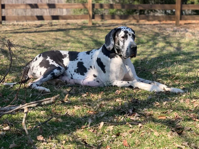 Chesapeake Blues Great Danes