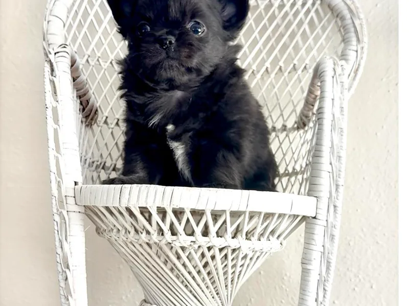 Chesapeake Chihuahuas