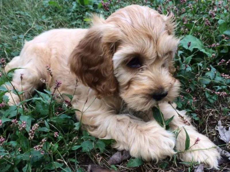 Chesapeake Cockapoos