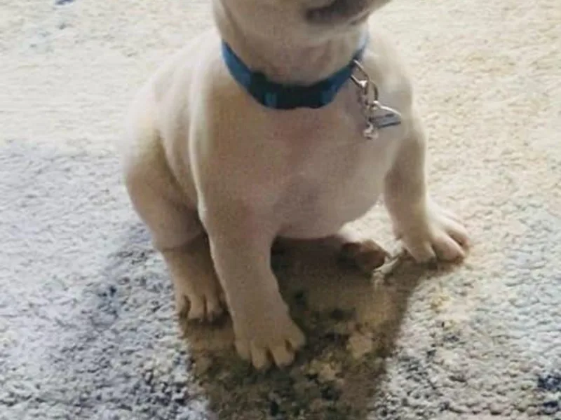 Chesapeake Frenchies