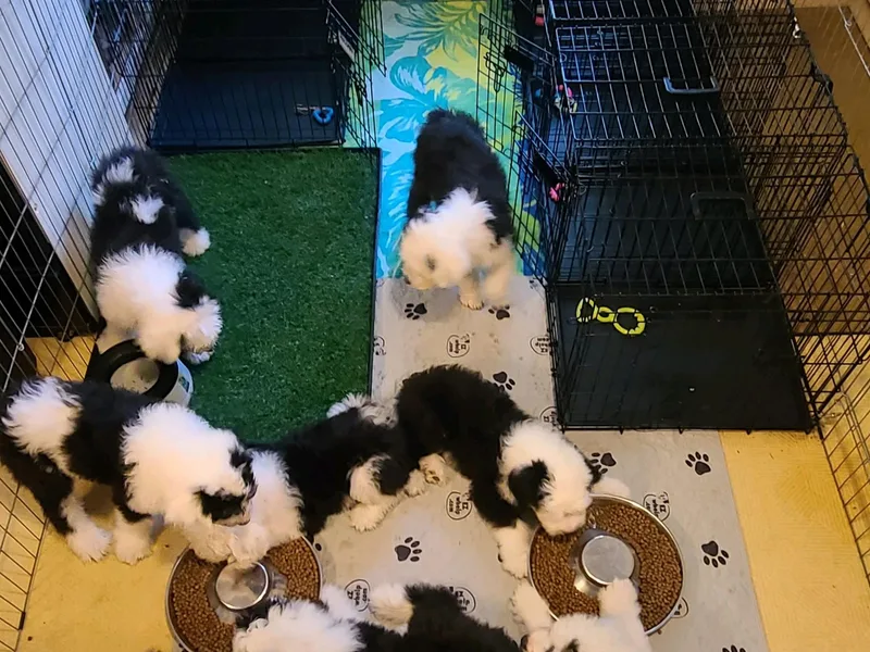 Cheshire Old English Sheepdogs