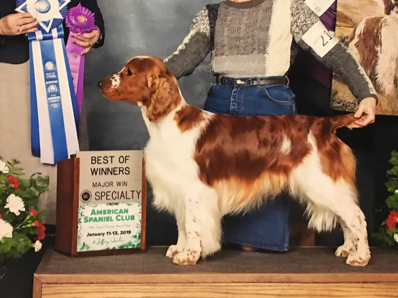 Chessy Creek Welsh Springer Spaniels photo 1