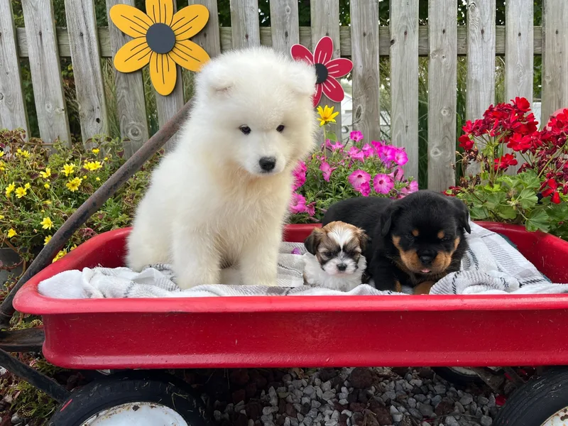 Chesterville Barns Puppies