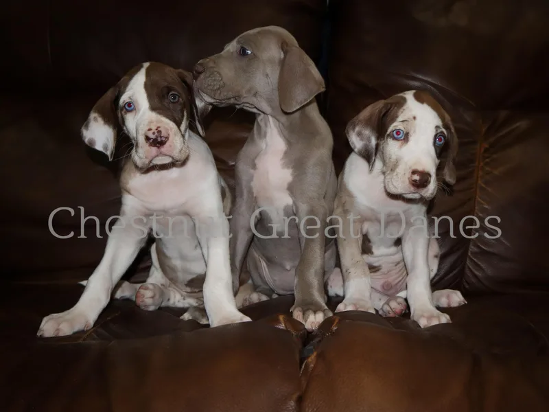 Chestnut Great Danes