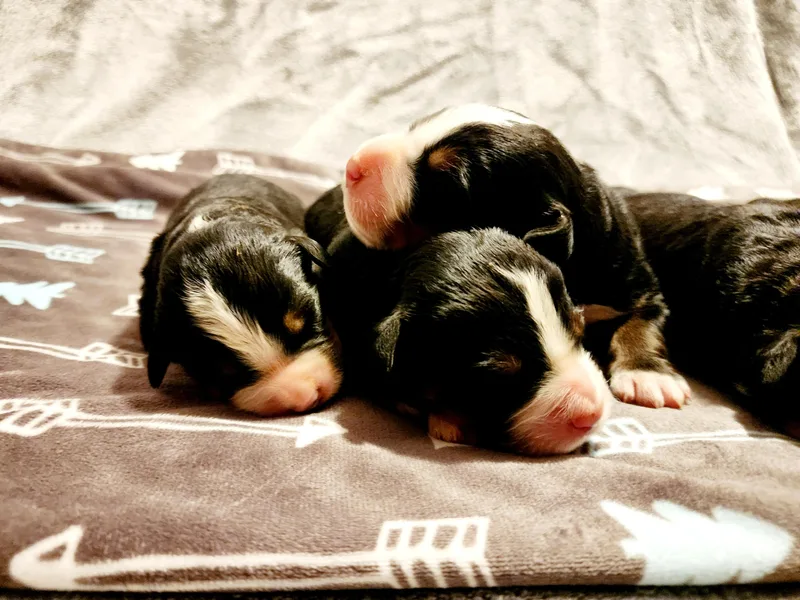Chestnut Hill Bernese Mountain Dogs