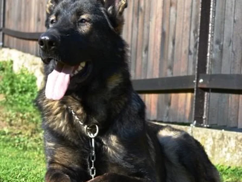 Chestnut Ridge Shepherds