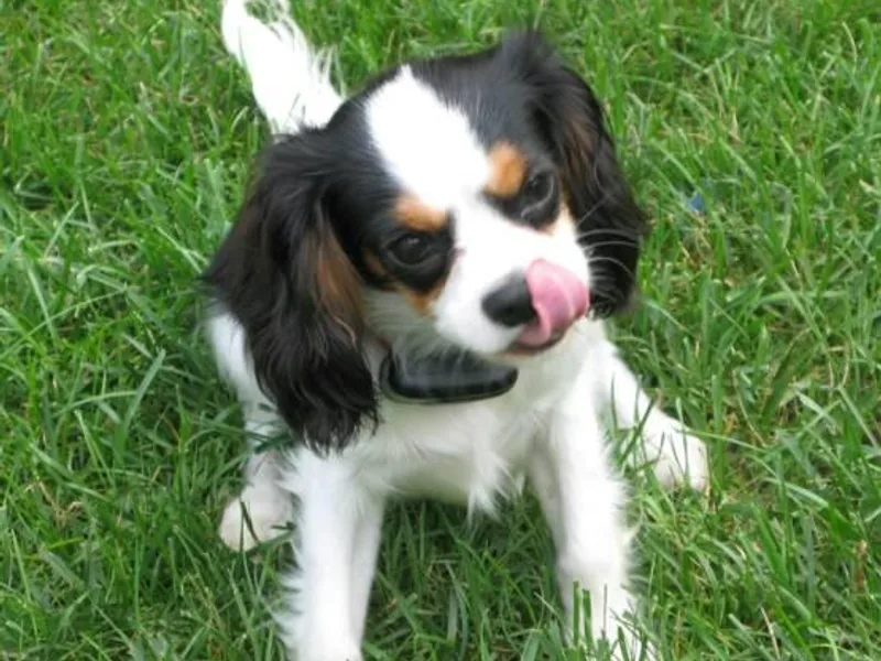 Chestnut Valley Cavs