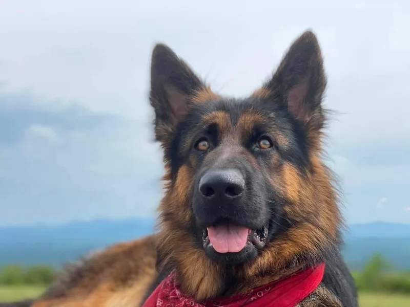 Chestuee German Shepherd