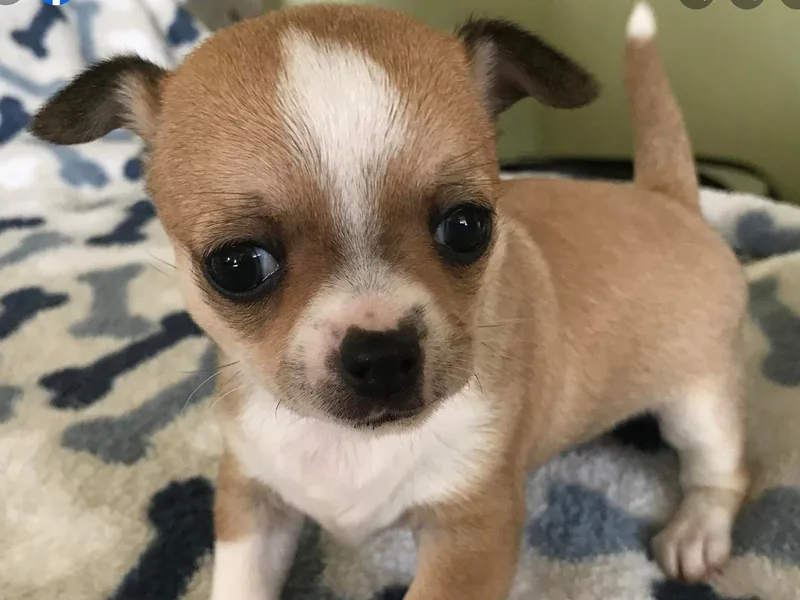 Chet's French Quarter Chihuahuas