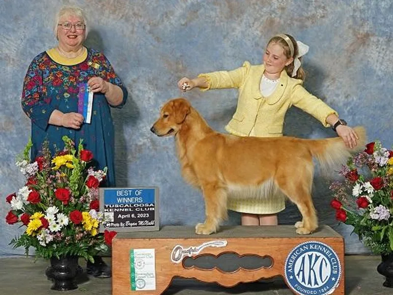 Chevaline Goldens