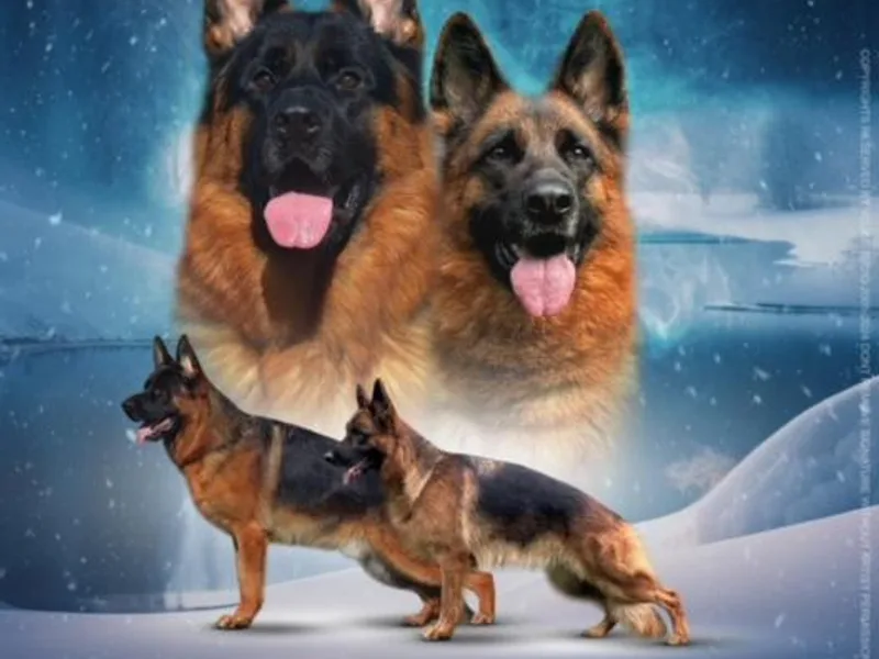 Cheveyo German Shepherds