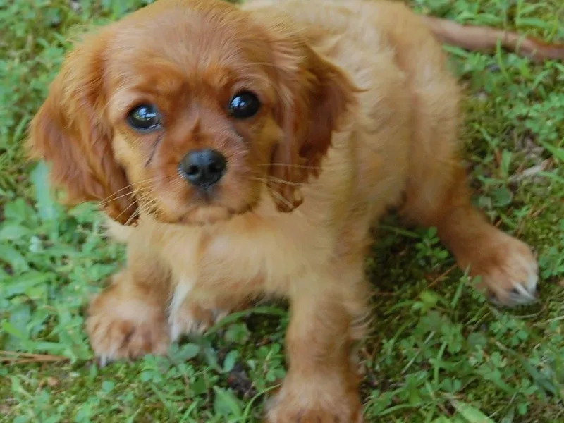 Chew Creek Cavaliers