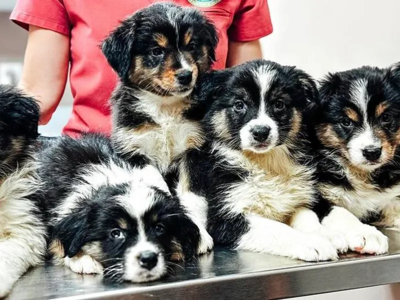 Cheyenne Mountain Aussies