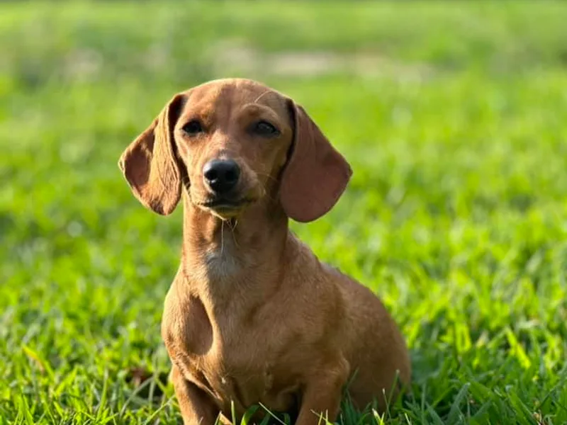 Cheyenne's Dachshunds