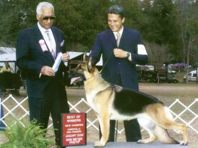 Cheyenne Shepherds photo 1