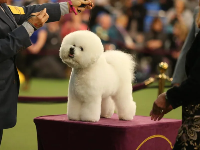 CHEZ CHAMONIX BICHONS