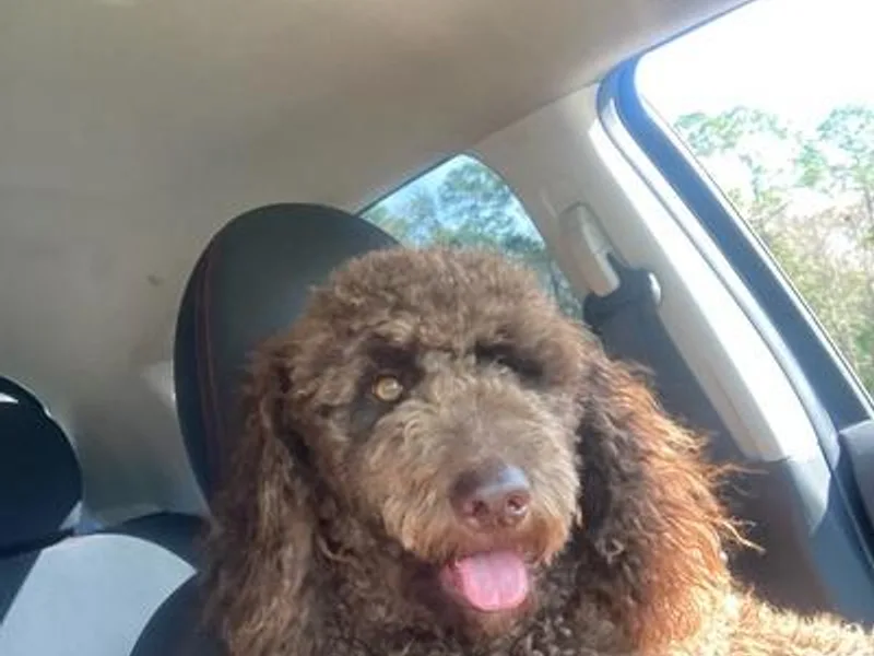 Chezuko Double Doodles