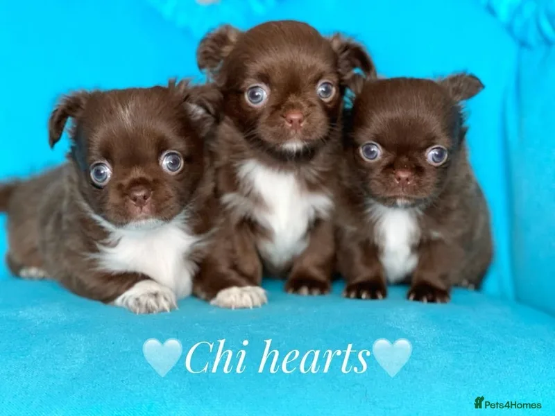 Chi hearts  photo 1