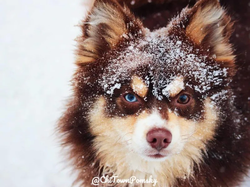 Chi-Town Pomsky