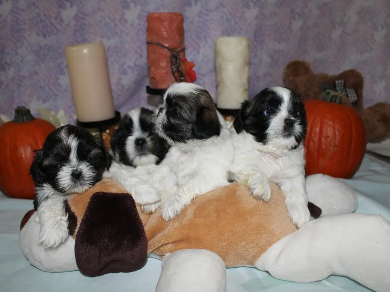 Chibisue Shih Tzus
