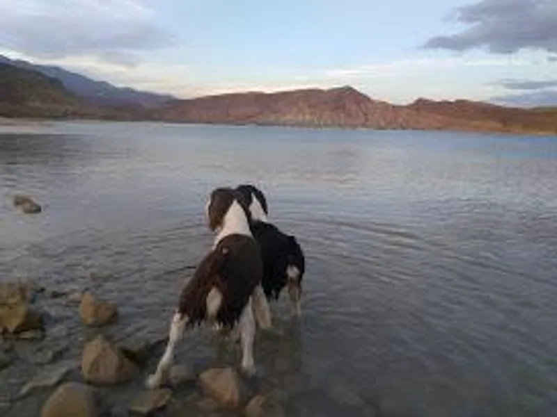 Chic English Springer Spaniels