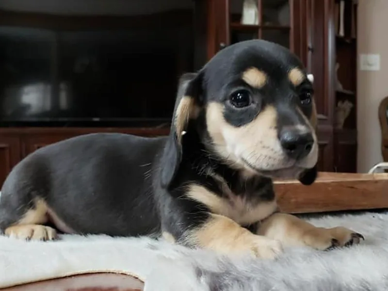 Chicago Dachshund Puppies