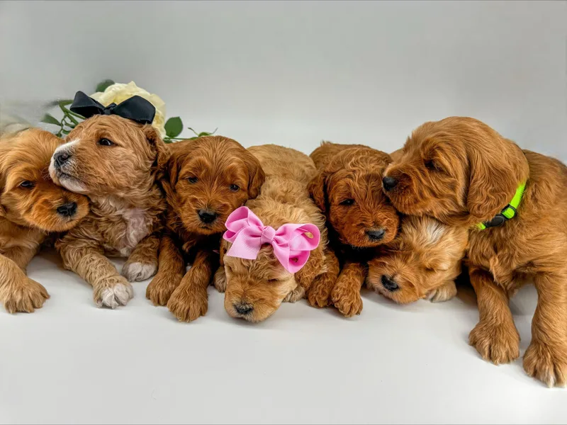 Chicago Goldendoodles