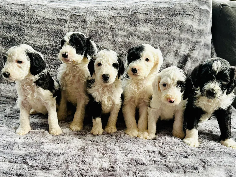 Chicago Sheepadoodles