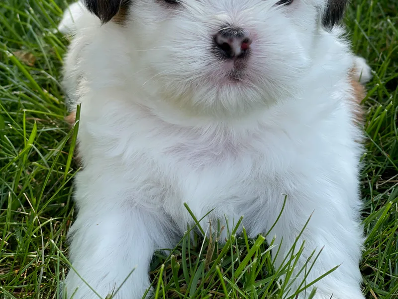 Chicago Shih Tzu Love