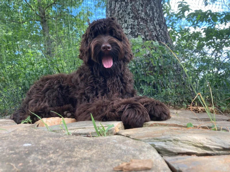 Chickadee Labradoodles photo 1