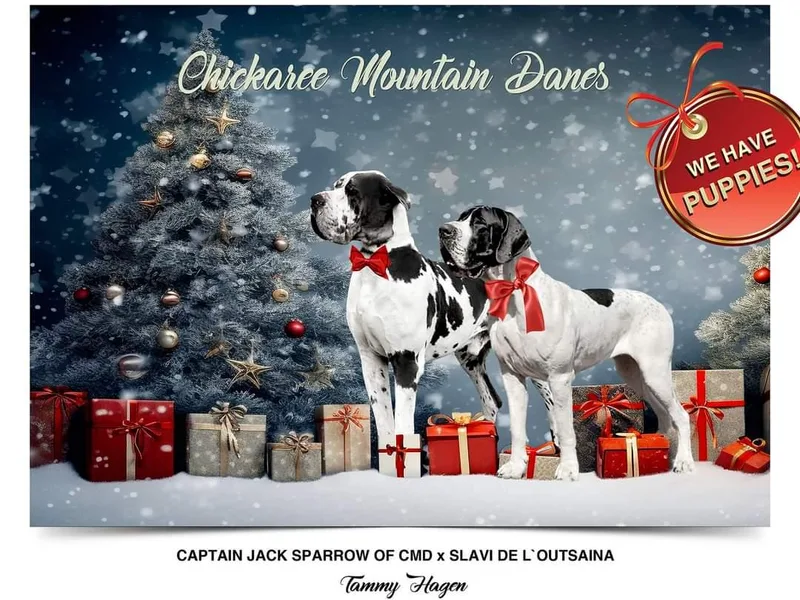 Chickaree Mountain Danes CMD