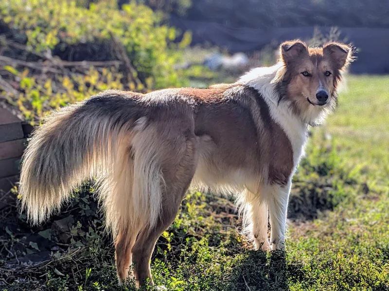 Chicken of the Woods Permaculture Farm