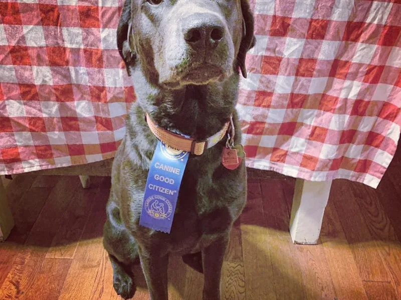 Chickentown Labradors
